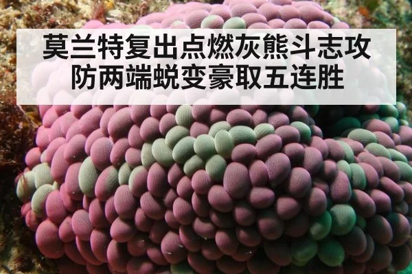 莫兰特复出点燃灰熊斗志攻防两端蜕变豪取五连胜